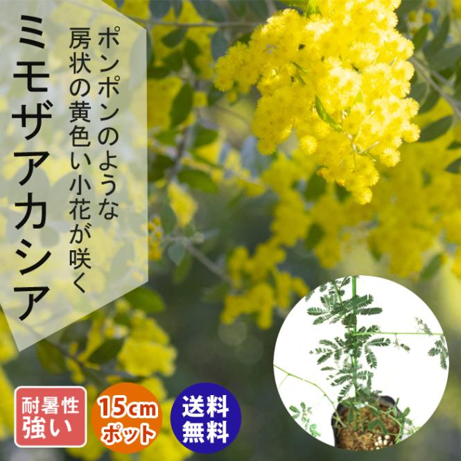 アカシア 苗木 ミモザ アカシア ミモザ鉢植え 苗木15cmポット