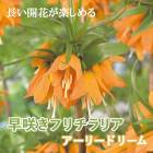 �ե����ꥢ �����꡼�ɥ꡼�� �庬 1�� ��餭 ������ ɴ�� �ץ�󥿡� ���� Ω��Ū �󤻿��� �֤�����