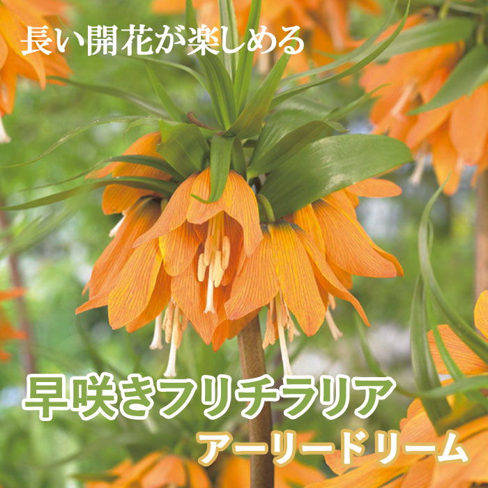 フリチラリア アーリードリーム 球根 1球 早咲き 秋植え 百合