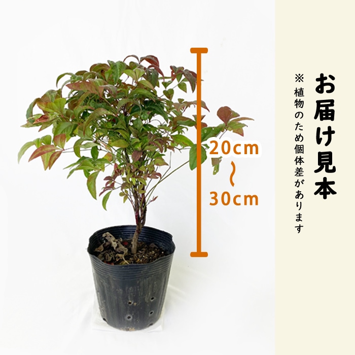 オタフクナンテン 苗木 15cmポット 苗 ガーデニング 園芸 庭木