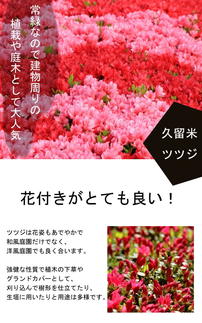 久留米つばき 紅あかり開花 発色の良いオレンジ色っぽい赤色 宅急便.匿名発送 久留米つばき 紅あかり開花 発色の良いオレンジ色っぽい赤色 宅急便