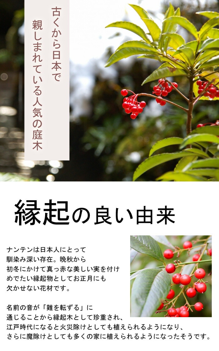 ナンテン 苗木 南天 大苗 15cmポット 苗 ガーデニング 園芸 庭木