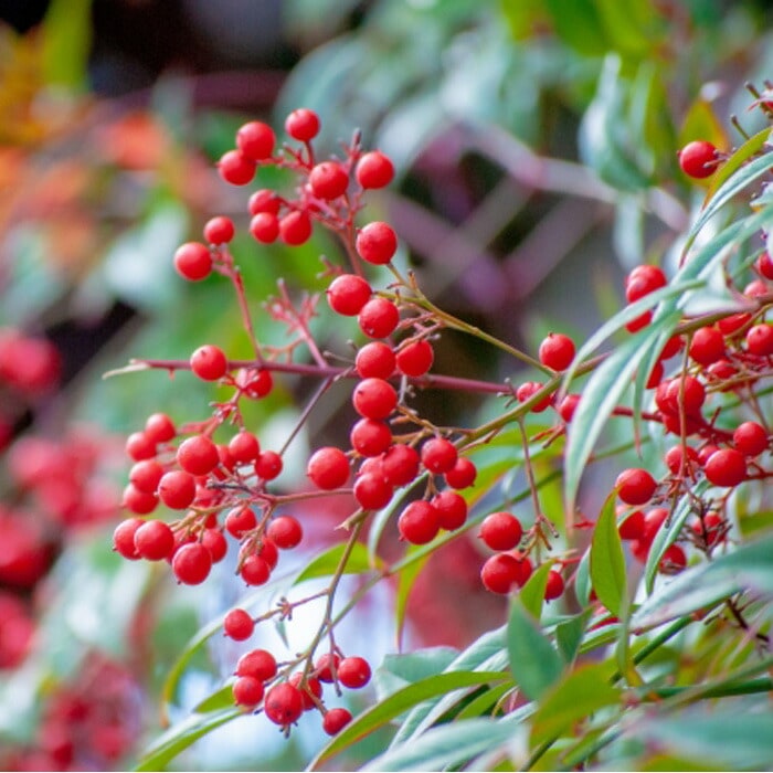 ナンテン 苗木 南天 大苗 15cmポット 苗 ガーデニング 園芸 庭木
