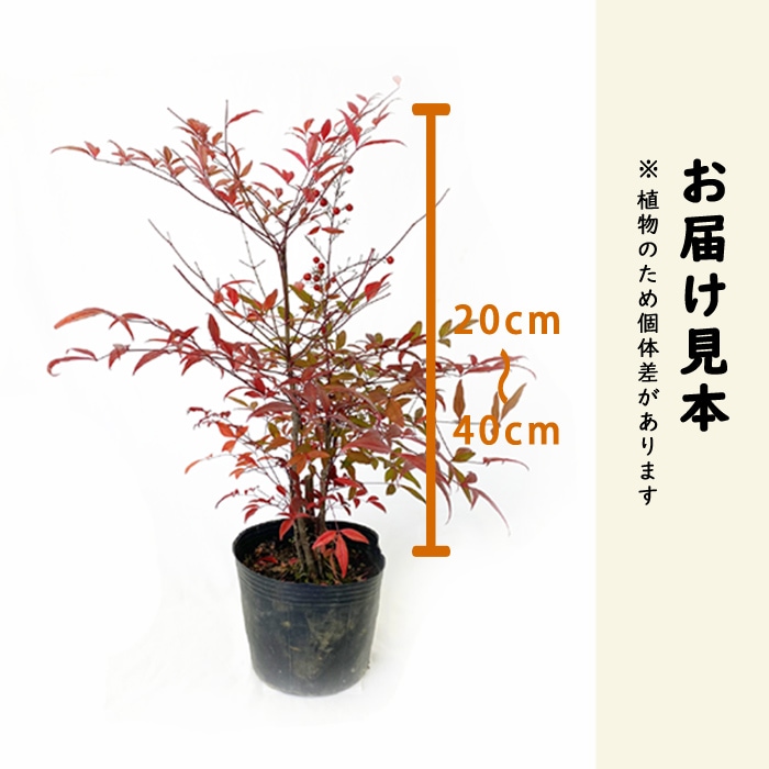 ナンテン 苗木 南天 大苗 15cmポット 苗 ガーデニング 園芸 庭木