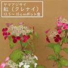 ͽۥޥ  ( ʤ )   13.515ݥå  ۲  ڡڣ沼ܤ缡ȯ