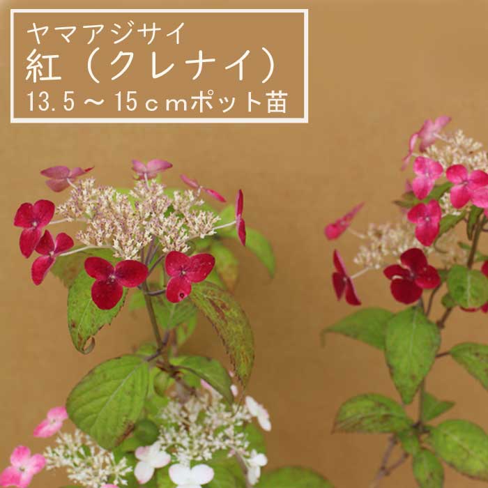 38.　山紫陽花　紅　ヤマアジサイ　クレナイ　抜き苗 ヤマアジサイ 紅 ( くれない ) 苗 山アジサイ 13.5cm～15cmポット