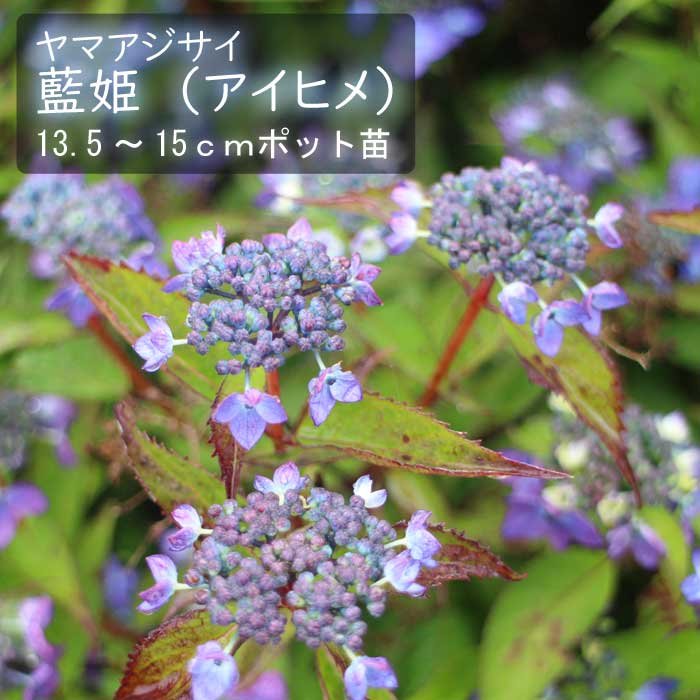 ͽۥޥ ɱ ( Ҥ )   13.515ݥå  ۲  ڡڣ沼ܤ缡ȯ