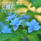 ��ͽ��ۥ�ޥ������� ���ʲ� ( �������� ) �� ���������� 13.5�����15����ݥå� �� ���۲� �������� ���ڡڣ����Ⱦ���缡ȯ����