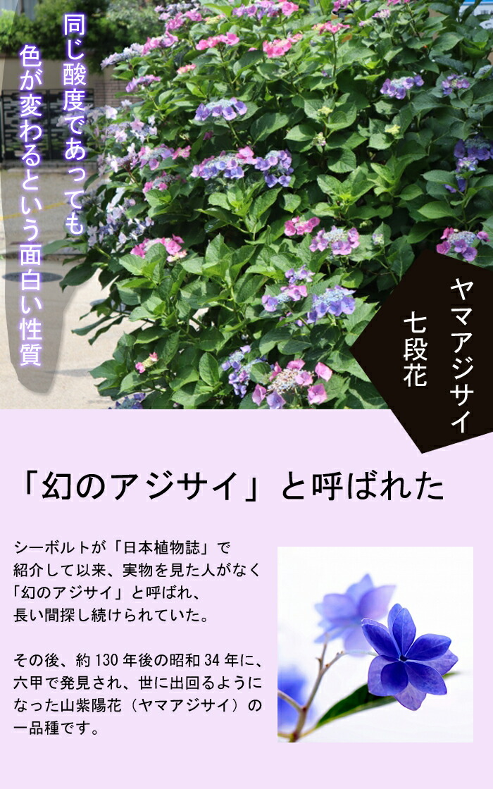 ヤマアジサイ 七段花 ( しちだんか ) 苗 山アジサイ 13.5cm～15cm