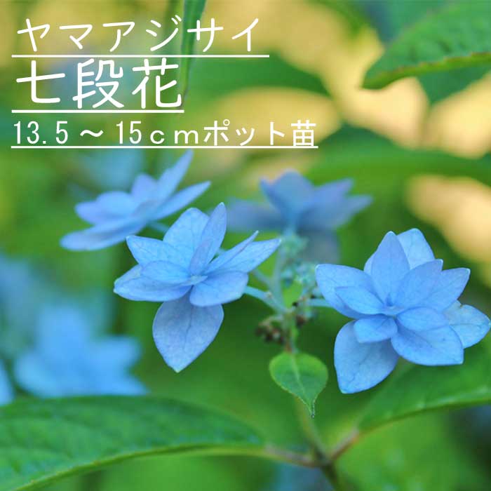 ヤマアジサイ 七段花 ( しちだんか ) 苗 山アジサイ 13.5cm～15cm