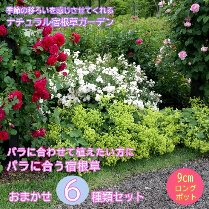 �ɺ��� �� ���å� 9������󥰥ݥå� �Х�˹礦 �Х�  6�ʼ� ���פ餤 �������ȥ��å� �����ǥ˥� ���� ����̵��