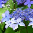 ��ޥ������� ��ɱ ( �����Ҥ� ) �� ���������� 13.5�����15����ݥå� �� ���۲� �������� ����