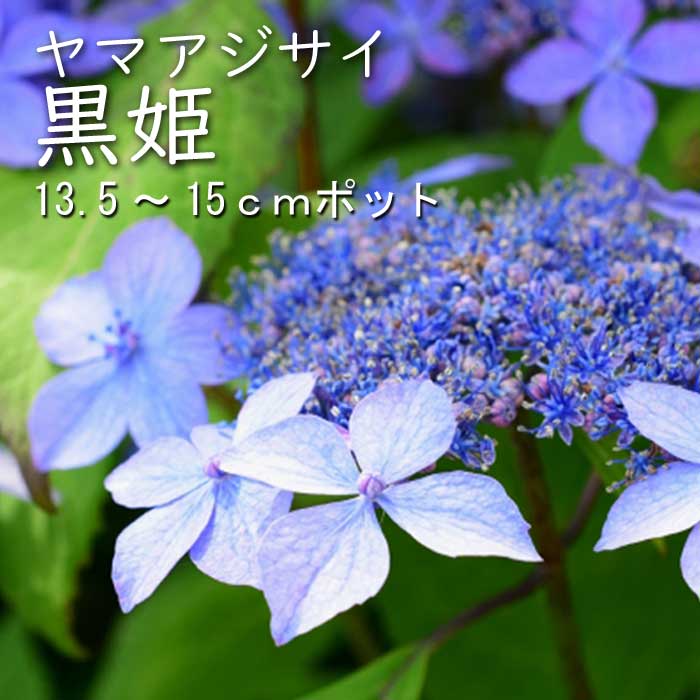 ヤマアジサイ 黒姫 ( くろひめ ) 苗 山アジサイ 13.5cm～15cm
