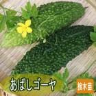 ��ͽ���������� ��� �� ���Ф� ������ 9����ݥå� �챻 �˥����� �ĥ�쥤�� ���� �䤵�� ���� �����ڱ� �����ǥ˥󥰡ڣ����Ⱦ���缡ȯ����