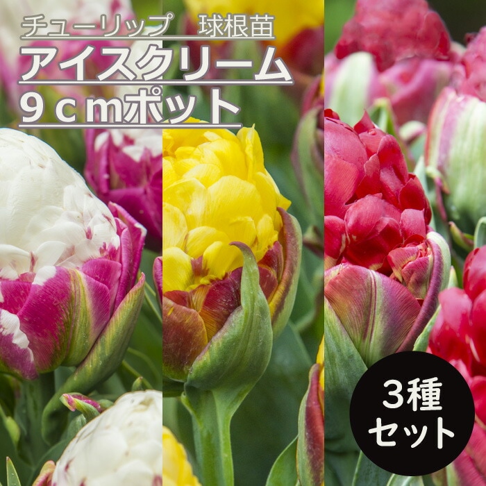  塼å 糧å ꡼ Ȭź餭 ̵   9ݥå