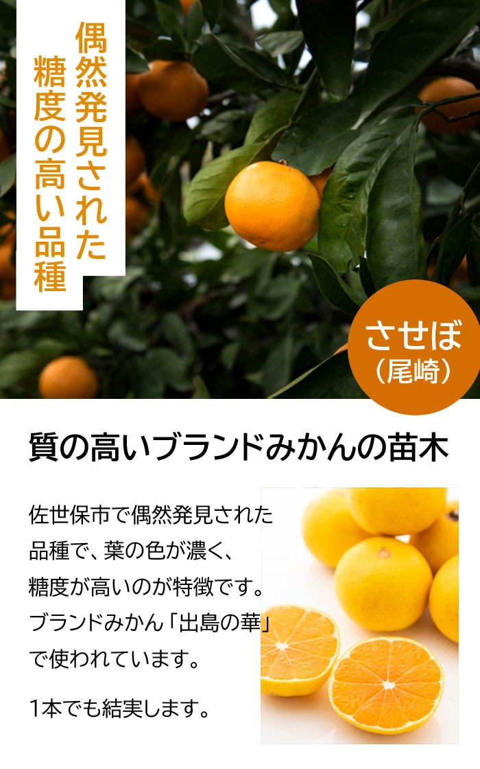 みかん 苗木 温州みかん させぼ 15cmポット 接木 柑橘苗 自家結実性