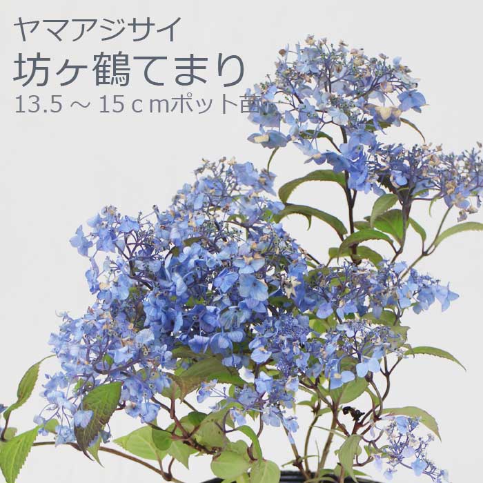 ͽۥޥ ˷Ƥޤ ( ܤĤƤޤ )   13.515ݥå  ۲  ڡڣ沼ܤ缡ȯ