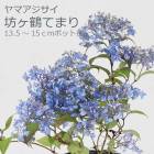 ͽۥޥ ˷Ƥޤ ( ܤĤƤޤ )   13.515ݥå  ۲  ڡڣ沼ܤ缡ȯ