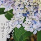 ͽۥޥ β ( ΤΤϤ )   13.515ݥå  ۲  ڡڣ沼ܤ缡ȯ