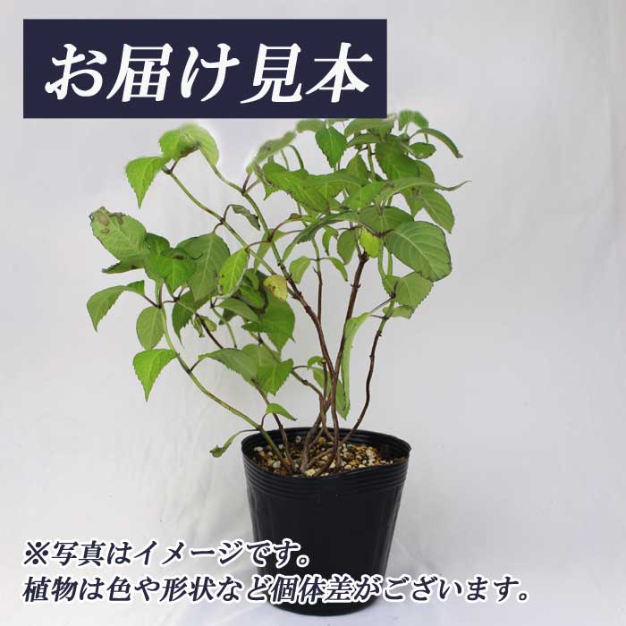 ヤマアジサイ 鹿野の華 ( かののはな ) 苗 山アジサイ 13.5cm