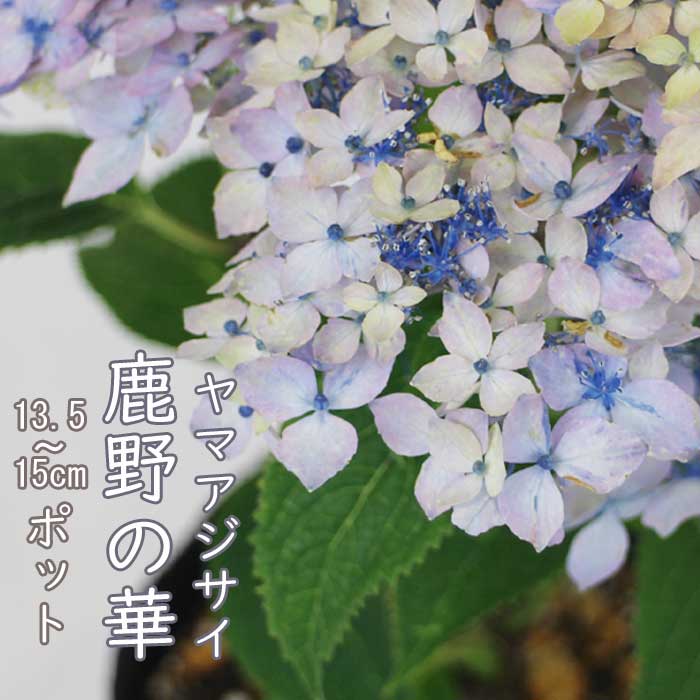 ヤマアジサイ 鹿野の華 ( かののはな ) 苗 山アジサイ 13.5cm