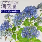 ��ͽ��ۥ�ޥ������� ��ŷ�� ( �ޤ�Ƥ�ܤ� ) �� ���������� 13.5�����15����ݥå� �� ���۲� �������� ���ڡڣ����Ⱦ���缡ȯ����