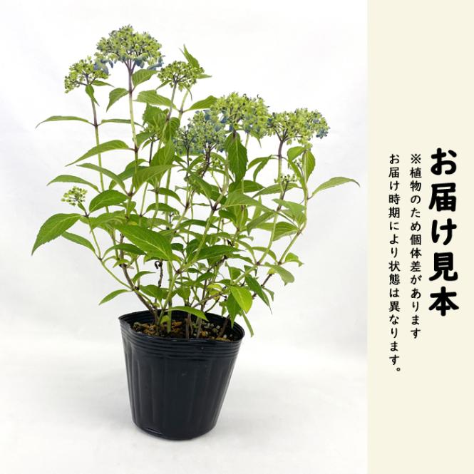 ヤマアジサイ 満天星 ( まんてんぼし ) 苗 山アジサイ 13.5cm
