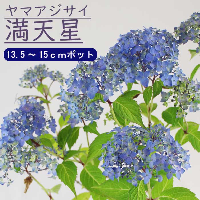 ヤマアジサイ 満天星 ( まんてんぼし ) 苗 山アジサイ 13.5cm