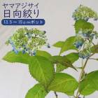 ��ޥ������� �����ʤ� ( �Ҥ夦�����ܤ� ) �� ���������� 13.5�����15����ݥå��� ���۲� �������� ����