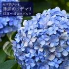 山野草,ヤマアジサイ | 花の大和オンラインショップ