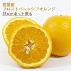 ����� ���� �ե����ȥХ�󥷥������ 15����ݥå� Citrus sinensis Valencia �ߥ��� �ߤ��� ���� ���ȷ���� orange