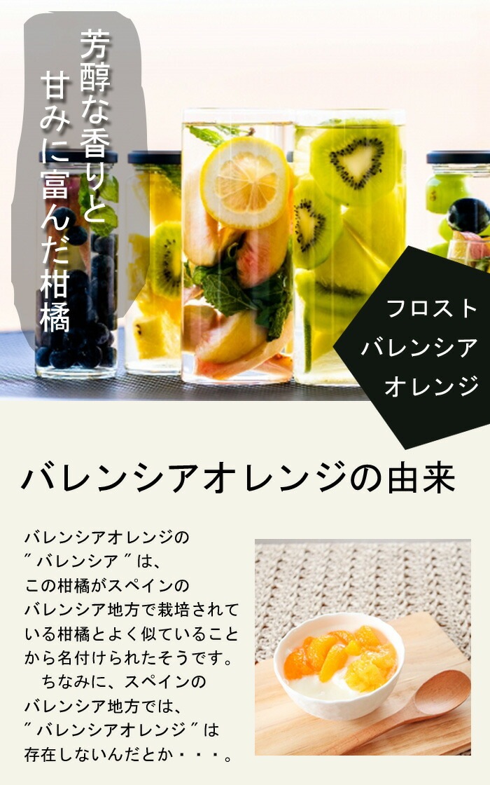 オレンジ 苗木 フロストバレンシアオレンジ 15cmポット Citrus