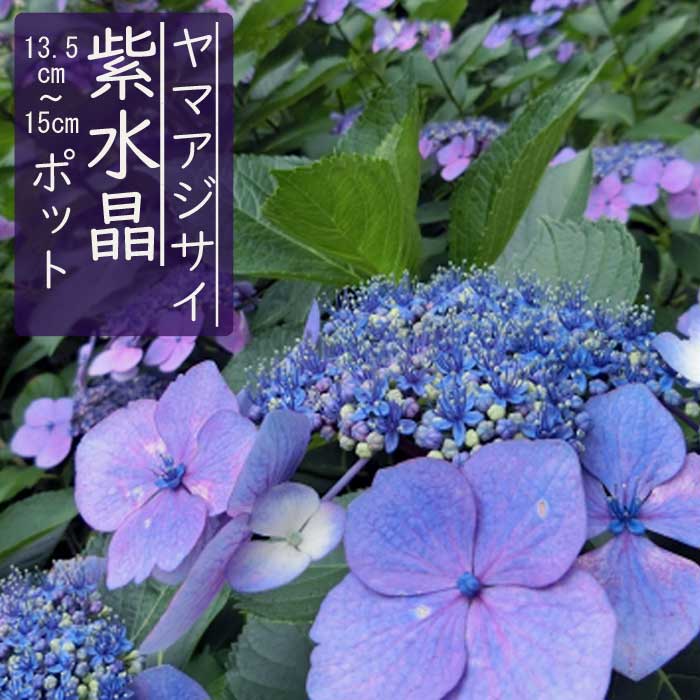 ͽۥޥ 徽 ( 餵礦 )   13.515ݥå ۲  ڡڣ沼ܤ缡ȯ