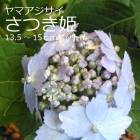 ��ޥ������� ���Ĥ�ɱ ( ���Ĥ��Ҥ� ) �� ���������� 13.5�����15����ݥå� �� ���۲� �������� ����