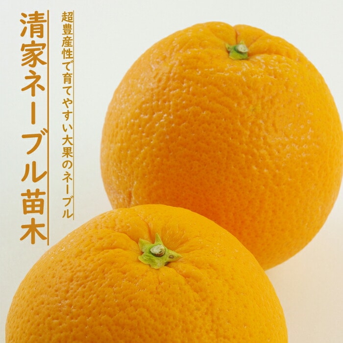 みかん 苗木 清家ネーブル( せいけねーぶる ) 15cmポット 接木 柑橘