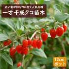 ̼   ( ʤ꤯ )  ޤ 12ݥå ̵  ۹ ʤ  ɥ饤ե롼 ٥꡼