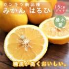 ߤ  Ϥ 15ݥå ߥ ̪    Ť äѤ ʼ