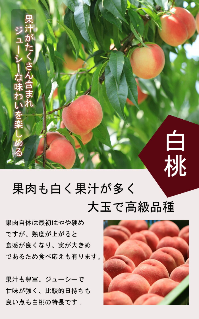 桃 苗 白桃 ( はくとう ) 花桃 苗木 15cmポット 1年生 接木 果樹 苗