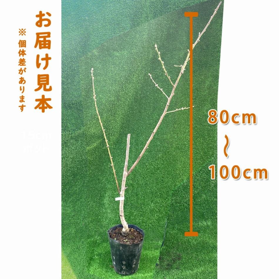 桃 苗 白桃 ( はくとう ) 花桃 苗木 15cmポット 1年生 接木 果樹 苗