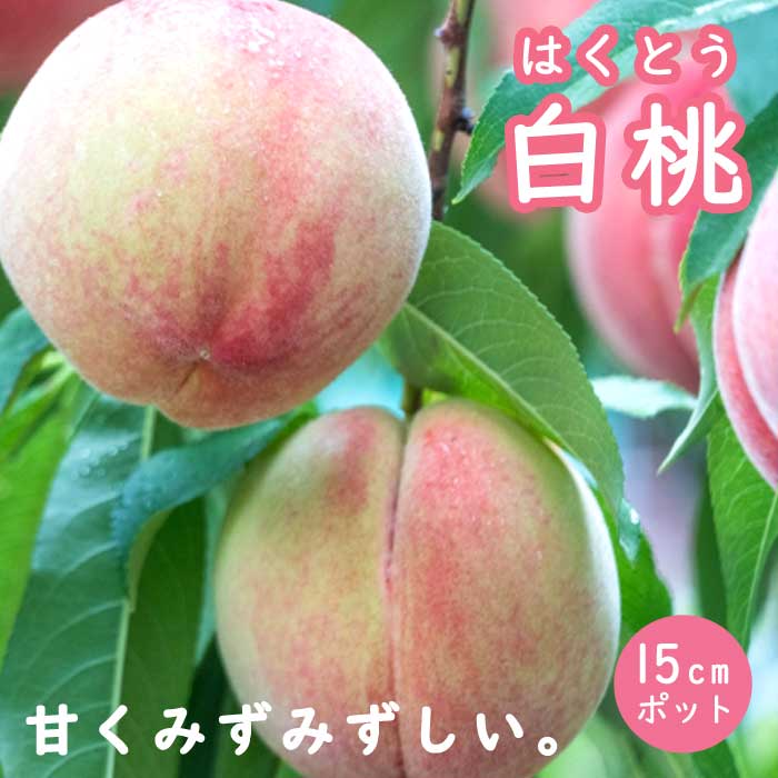 桃 苗 白桃 ( はくとう ) 花桃 苗木 15cmポット 1年生 接木 果樹 苗