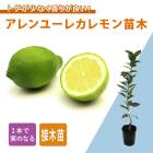   桼쥫 15ݥå     ȷ ȥû lemon ǥ˥  ڱ 鿴Ը ̵