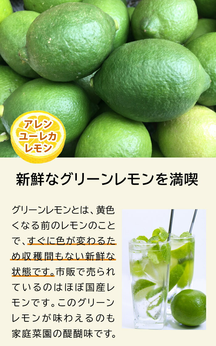 レモン 苗木 アレンユーレカレモン 15cmポット 接木 柑橘 柑橘苗