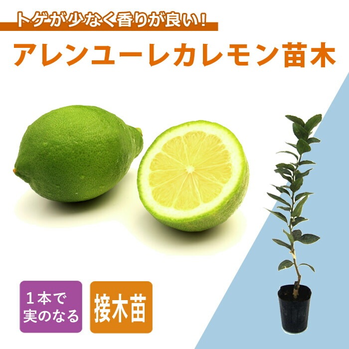 トゲなしレモンの木 アレンユーレカ1.9M(鉢底から)品番E トゲなしレモンの木 アレンユーレカ1.9M(鉢底から)品番E トゲなし