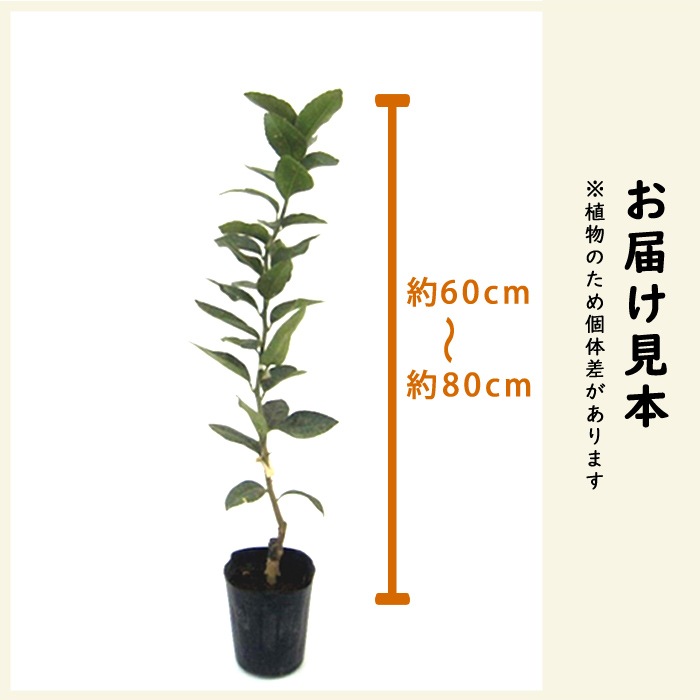 みかん 苗木 八朔 ( はっさく ) 苗木 柑橘苗 15cmポット 接木 自家