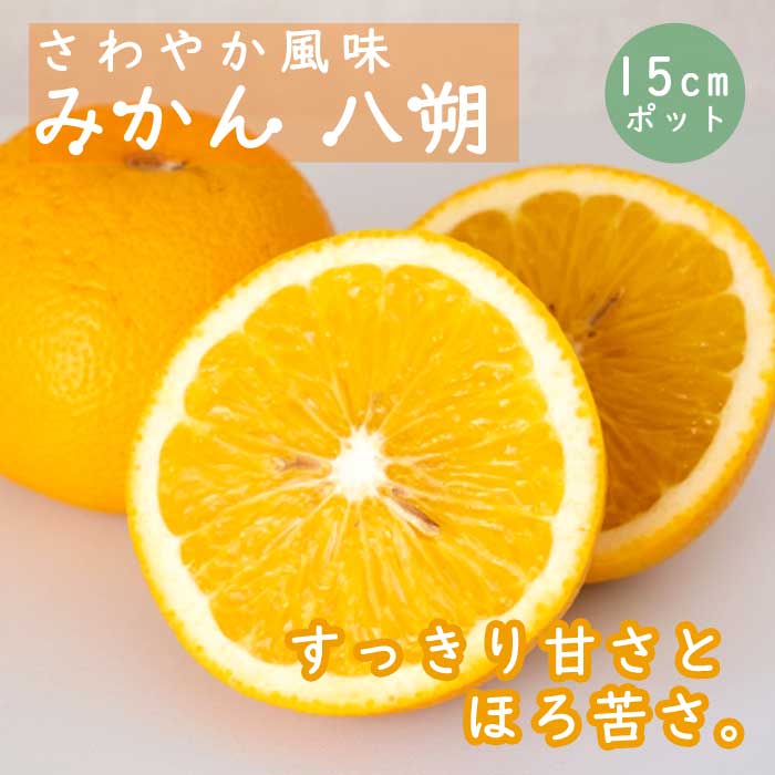 みかん 苗木 八朔 ( はっさく ) 苗木 柑橘苗 15cmポット 接木 自家