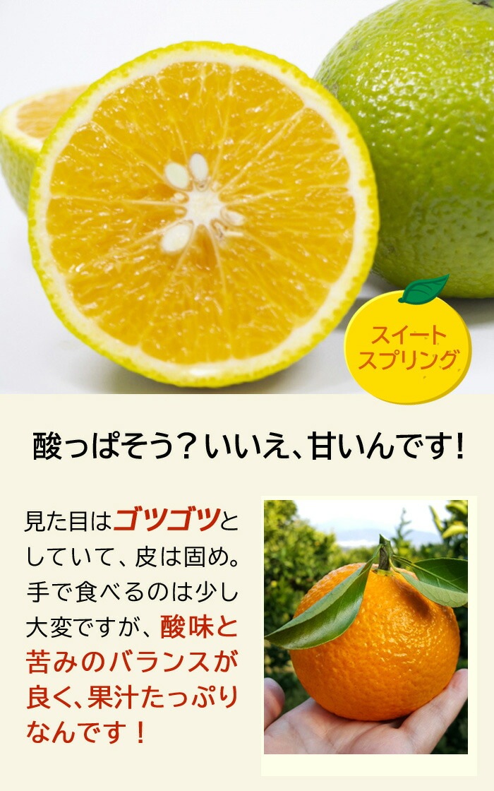 みかん 苗木 スイートスプリング 15cmポット 接木 柑橘 柑橘苗 雑柑
