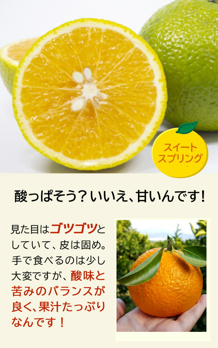 みかん 苗木 スイートスプリング 15cmポット 接木 柑橘 柑橘苗 雑柑