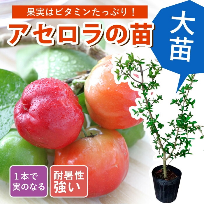 ��ͽ�����ۥ������� ���� 13.5����ݥå� �ȥ��ԥ��� �̼� �ޤ��� �����ڱ� ���տ�ʪ ����̵����5����ܤ��缡ȯ����