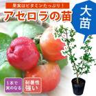 ��ͽ�����ۥ������� ���� 13.5����ݥå� �ȥ��ԥ��� �̼� �ޤ��� �����ڱ� ���տ�ʪ ����̵����5����ܤ��缡ȯ����