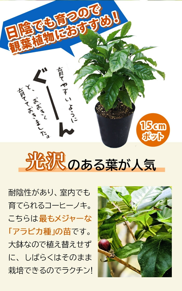 コーヒーノキ 大苗 大鉢 アラビカ矮性種 苗木 15cmポット 送料無料 自